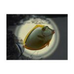 ΦΑΚΟΣ ΚΑΤΑΔΥΣΗΣ Cressi Lumia + Ultra Led Dive Lamp - Image 4