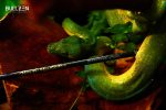 Καλάμι  Bullzen Zantetsu CX Rod Brutal Monster Limited Edition - Image 9